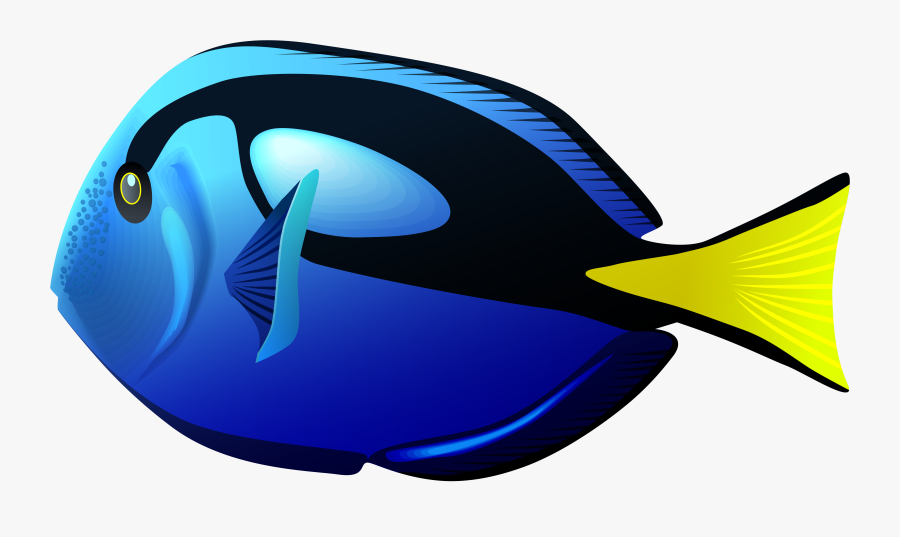 Blue Tang Fish Png Clipart - Blue Tang Fish Clipart, Transparent Clipart