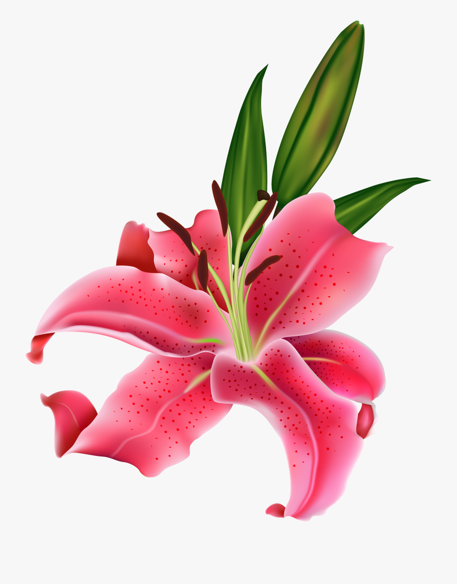 Clipart Flowers Clipart - Calla Lily Lilies Flower Png, Transparent Clipart