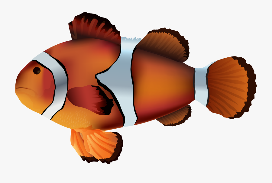 Transparent Fish Clipart - Clown Fish No Background, Transparent Clipart