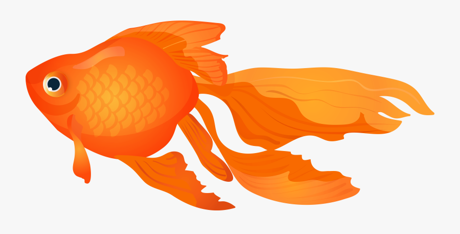 Transparent Gold Fish Png - Transparent Background Goldfish Clipart, Transparent Clipart