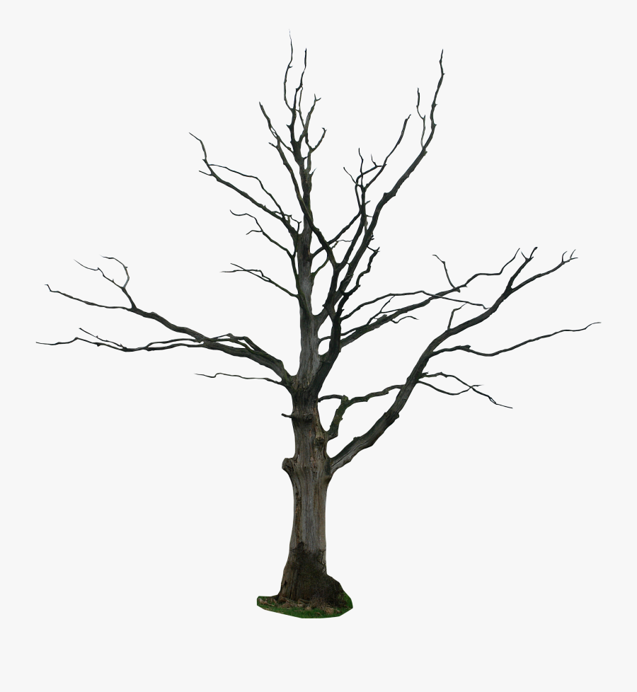 Dead Tree Clipart Vector, Transparent Clipart