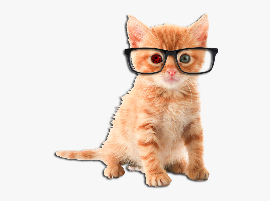 Cat Png Kittens - Orange Cute Tabby Kittens, Transparent Clipart