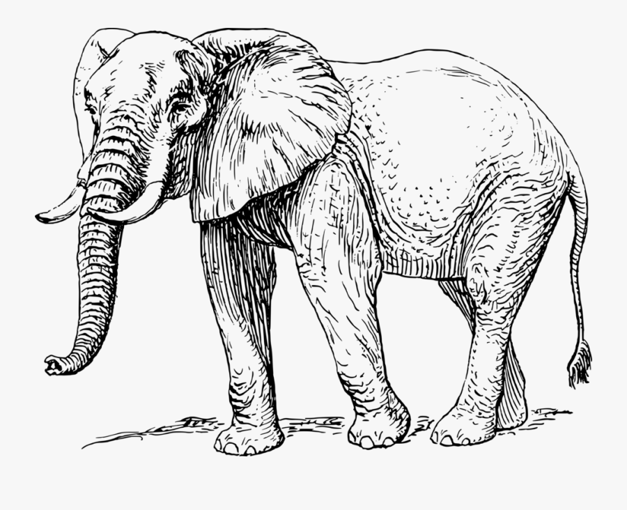 Description For Great Image Result For Elephant Clipart - Elephant Line Drawing, Transparent Clipart