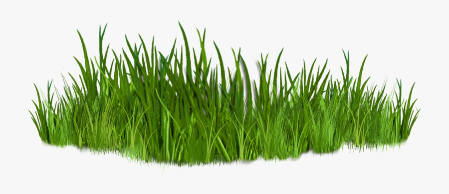 Clip Art Images Of Grasses 7 Png - Grass Clipart, Transparent Clipart
