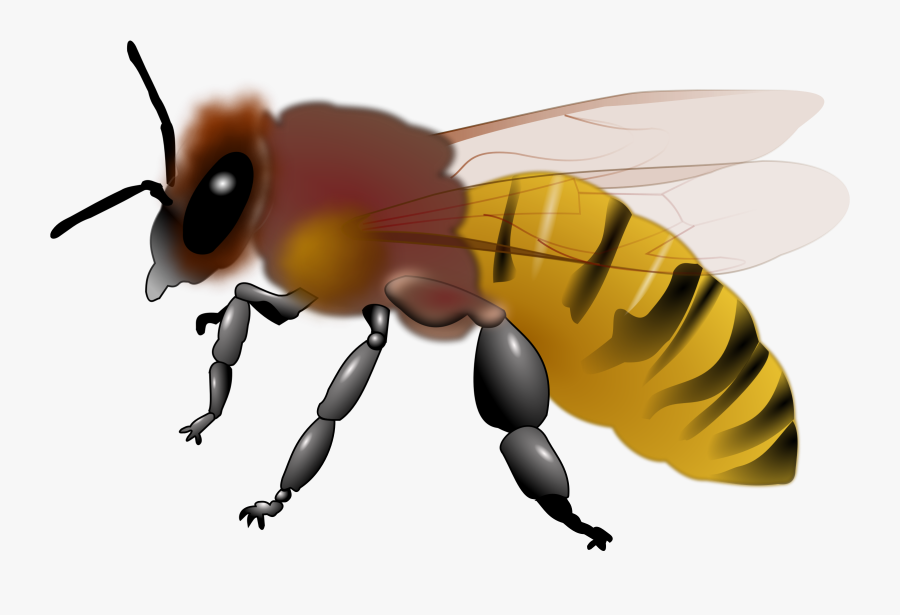 Free Clip Art Honey Bee - Bee Clip Art Honey, Transparent Clipart