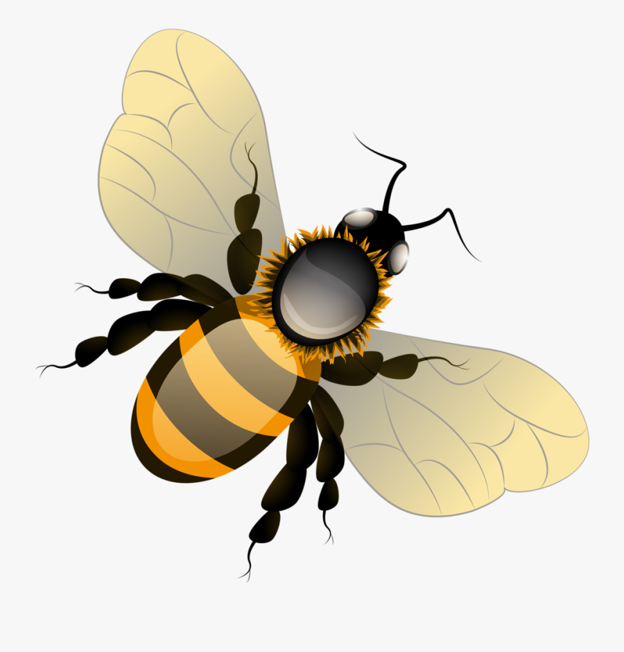 Фотки Bee Clipart, Bees, Clip Art, Illustrations - Honey Bee Png , Free ...