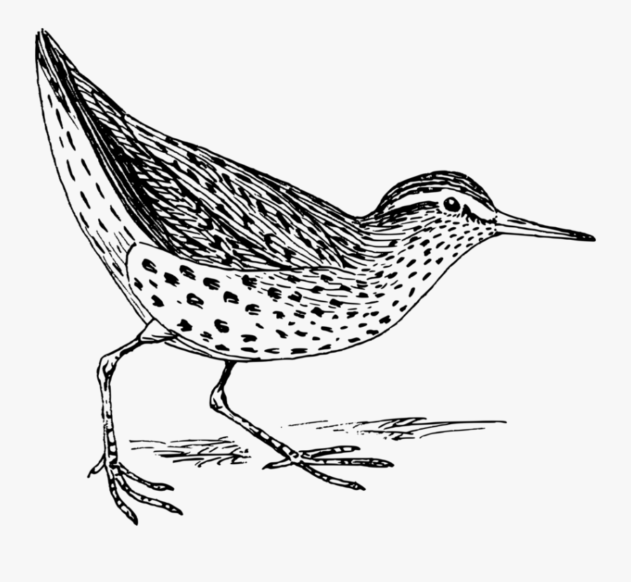 Line Art,wildlife,water Bird - Spotted Sandpiper Coloring Page, Transparent Clipart
