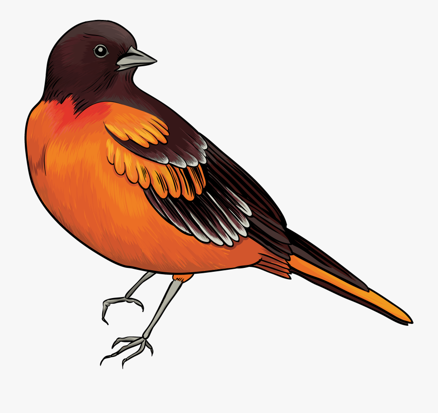 Black And Orange Bird Png Clipart, Transparent Clipart