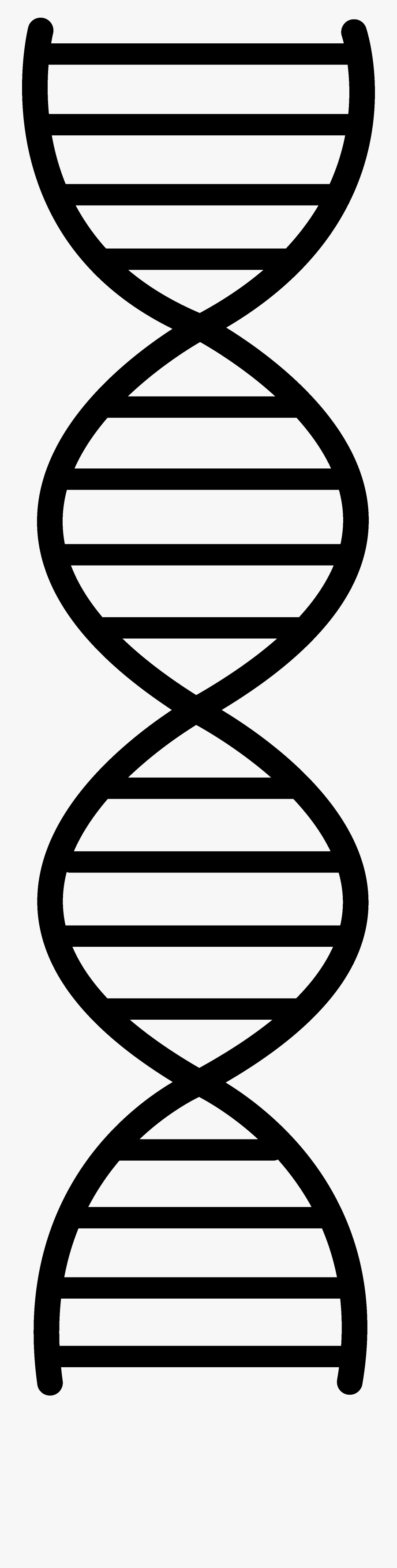 Science Clipart Dna - Double Helix Drawing Easy, Transparent Clipart