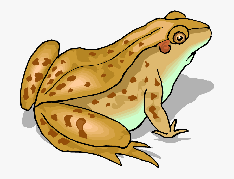Red Eyed Tree Frog Clipart - Toad Clip Art, Transparent Clipart