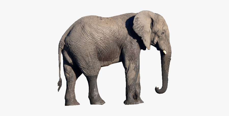 Elephant Transparent Png, Transparent Clipart