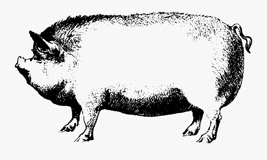 Face Pig Clipart Pig Animal Clip Art Downloadclipart - Boar Black And White Clipart, Transparent Clipart