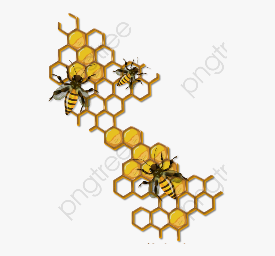 Bee Clipart Honey Bees - Honey Bee Honeycomb Drawing, Transparent Clipart