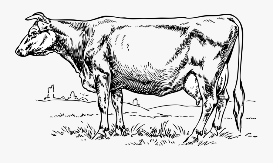 Cow Animal Clipart Pictures Royalty Free - Cow Black And White Illustration, Transparent Clipart