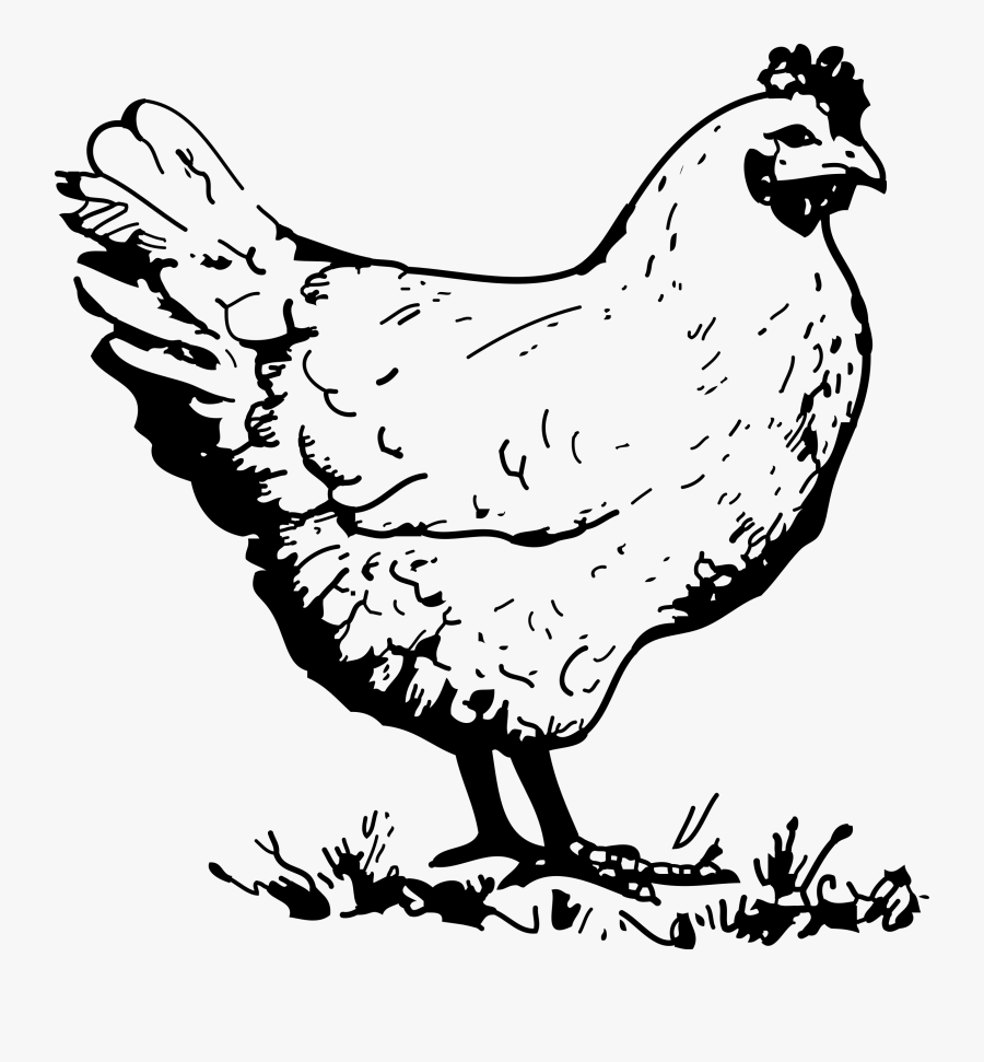 Chicken Clip Art Black And White Free Clipart Images - Chicken Clipart Black And White, Transparent Clipart