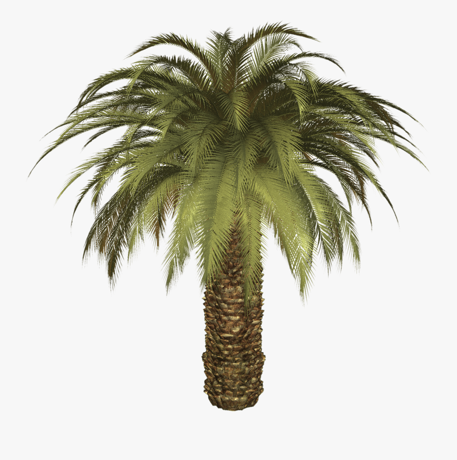 Big Palm Tree Clip Arts - Oil Palm Tree Icon Png, Transparent Clipart