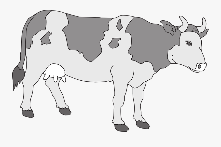 Transparent Cute Cow Clipart - Gambar Hewan Tak Berwarna, Transparent Clipart