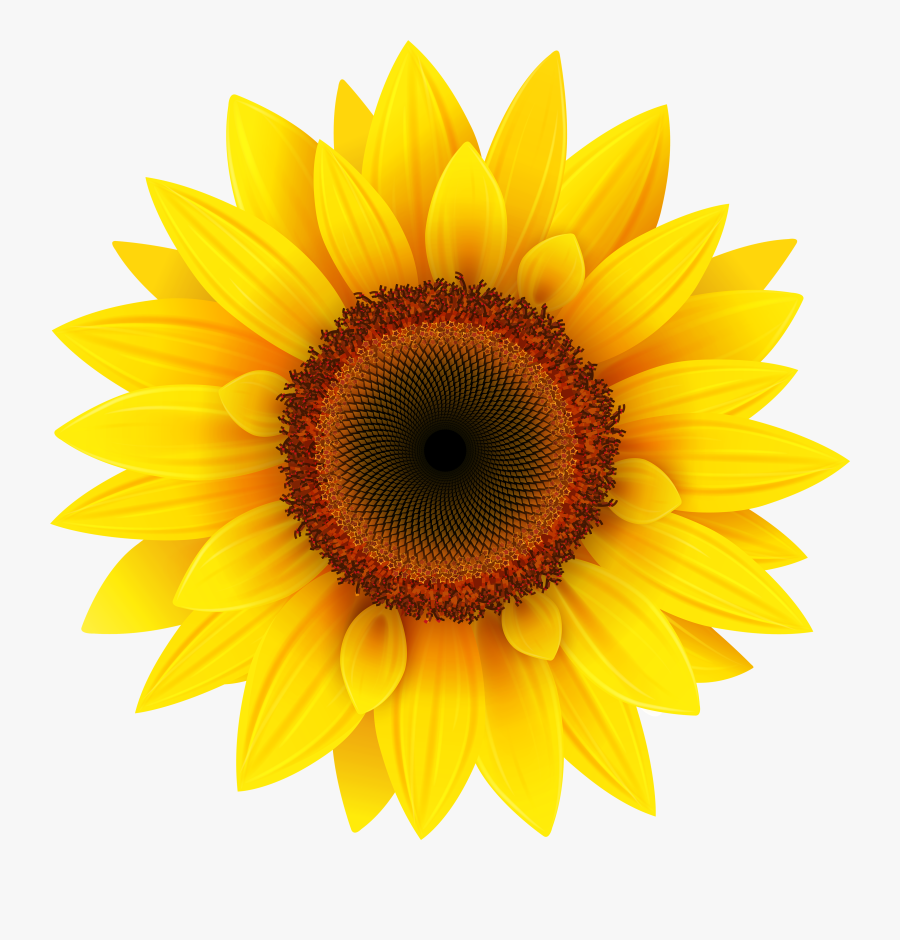 Sunflower Clipart Images - Transparent Background Sunflower Png Free