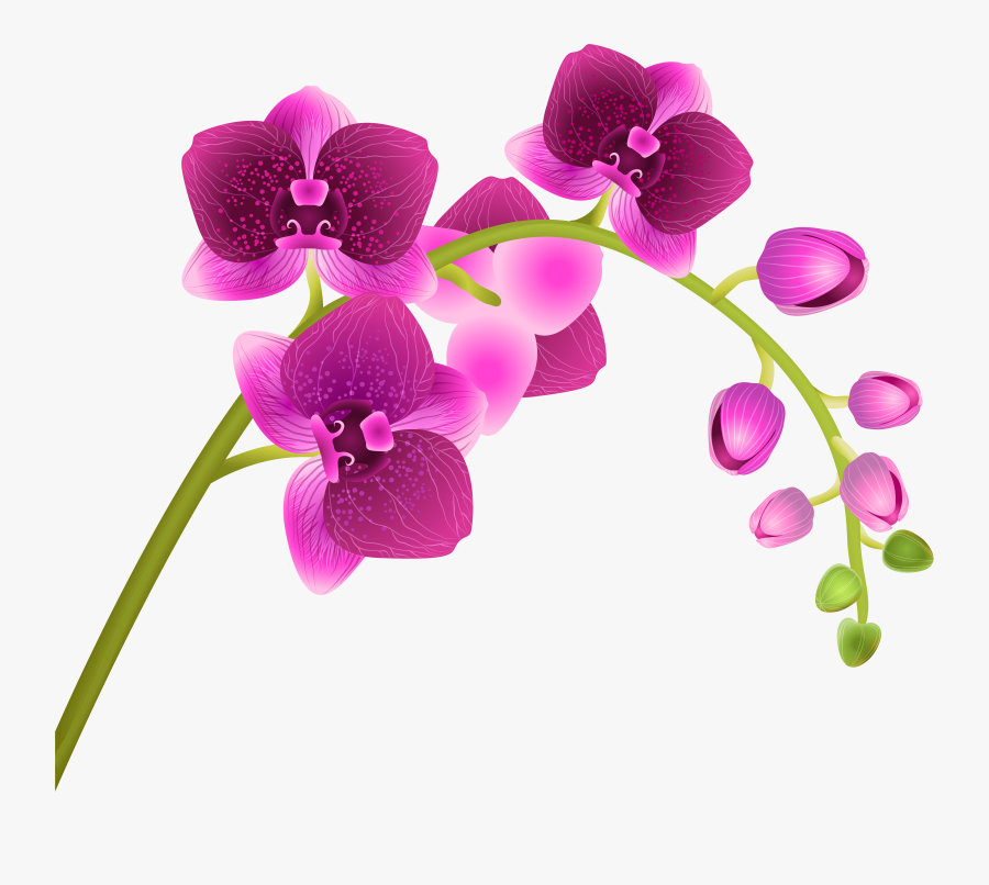 Orchid Flower Transparent Png Clip Art Image - Orchid Clipart, Transparent Clipart