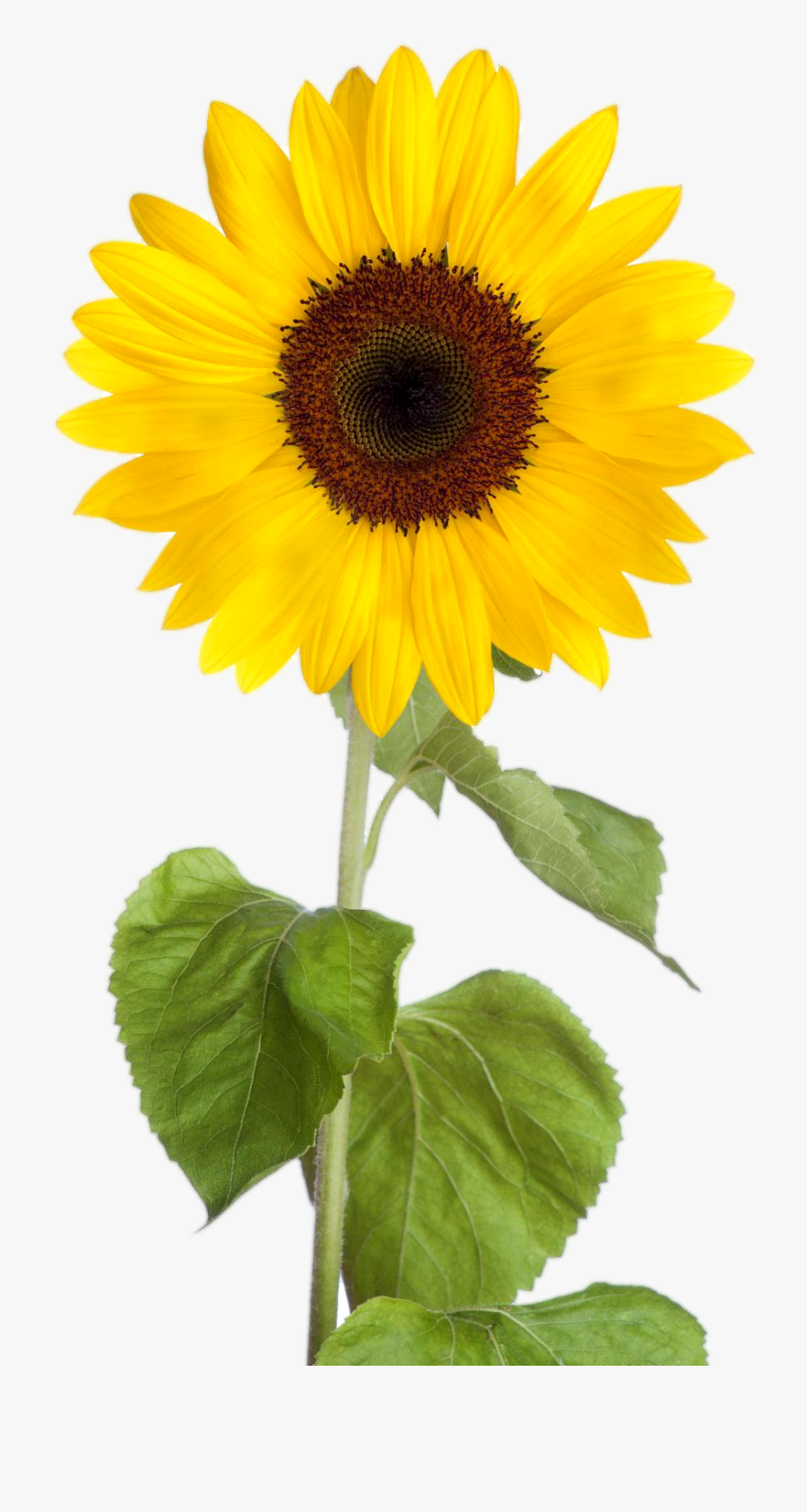 Sunflower Clipart - Sunflower Clipart Transparent Background, Transparent Clipart