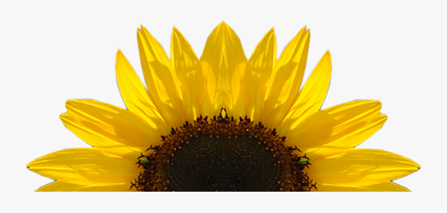 Download Sunflower Free Sunflower Clipart Half Pencil And In ...