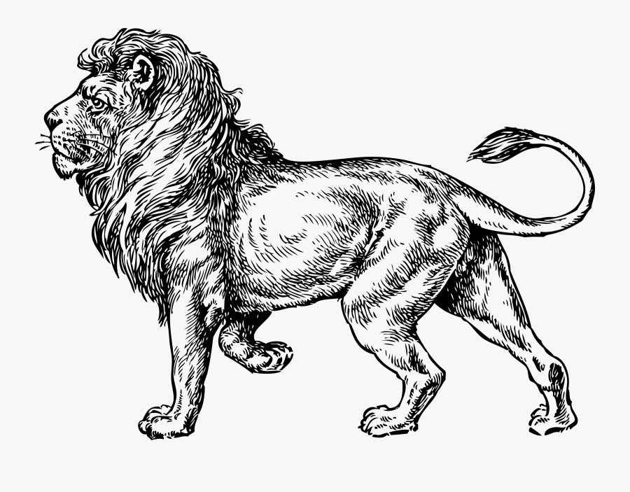 Transparent Lion Clipart - Walking Lion Drawing, Transparent Clipart