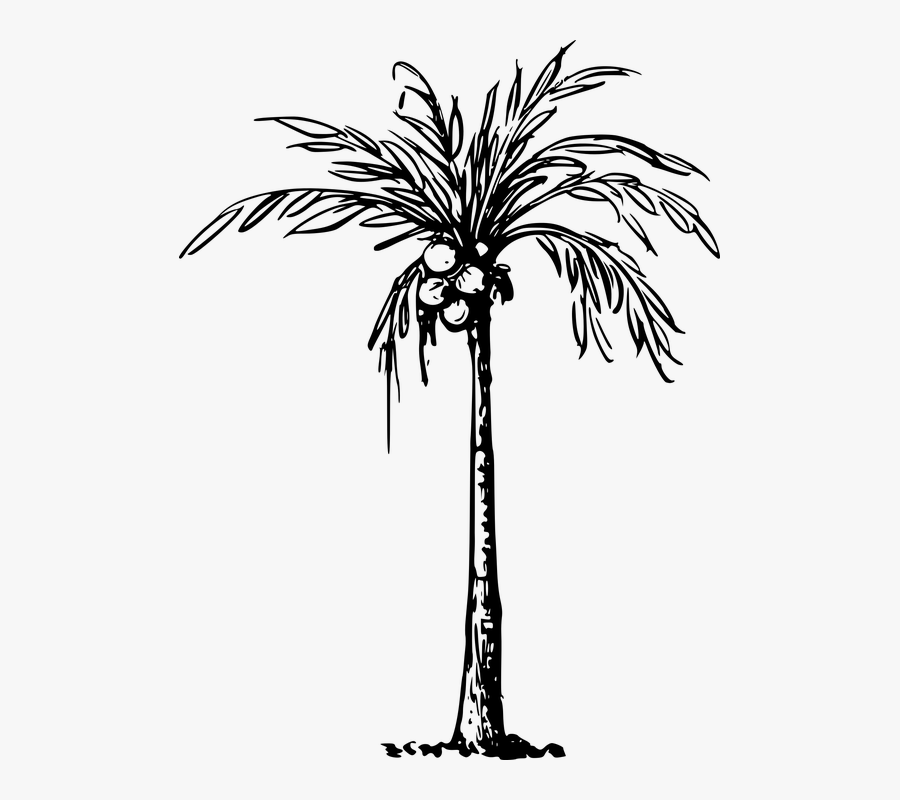 Transparent Cartoon Palm Tree - Clip Art Of Coconut Tree, Transparent Clipart