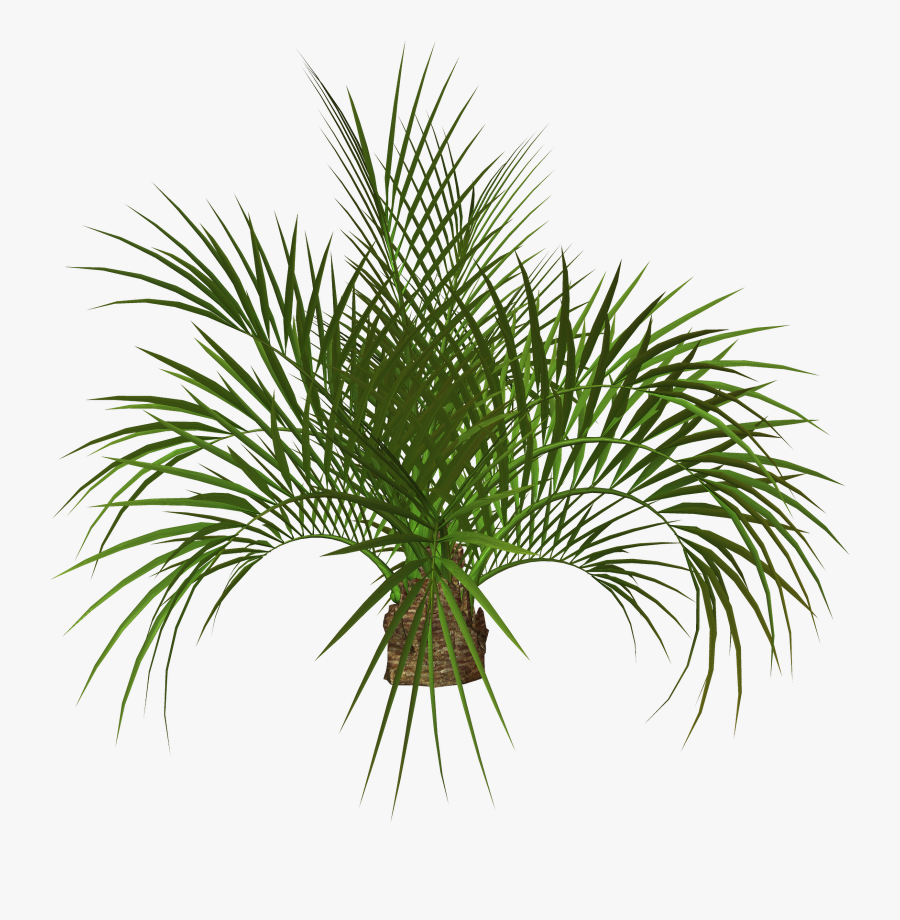 Transparent Palm Plants Png, Transparent Clipart