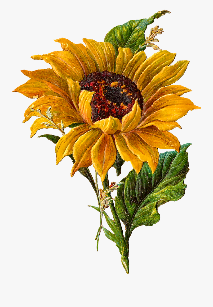 Download Vintage Sunflower Botanical Illustration , Free ...