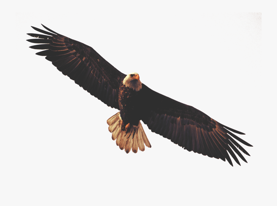 Golden Eagle Clipart Dead Eagle - Eagle Flying Transparent Background, Transparent Clipart