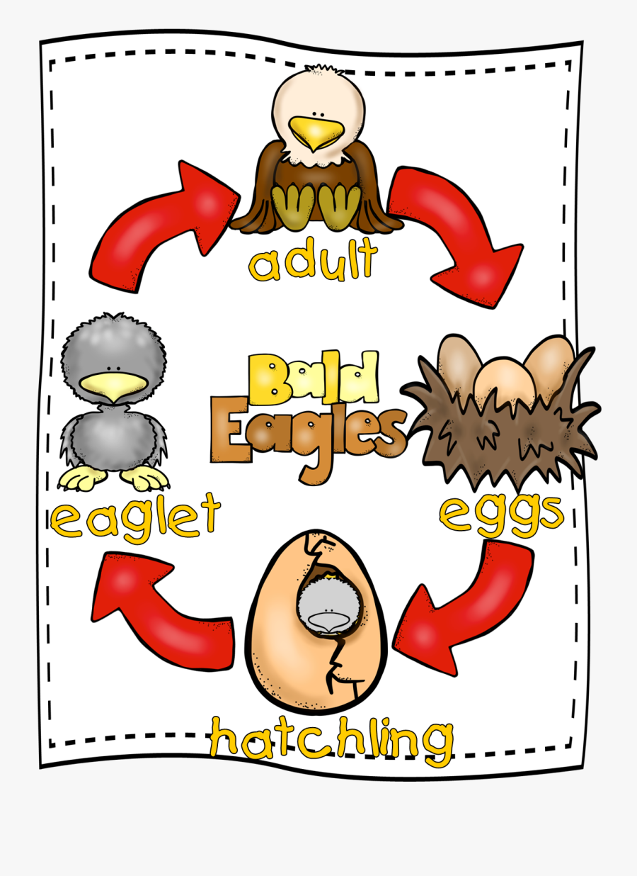 Mini Unit Free From - Life Cycle Of An Eagle Clipart, Transparent Clipart