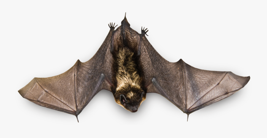 Real Bat Png, Transparent Clipart