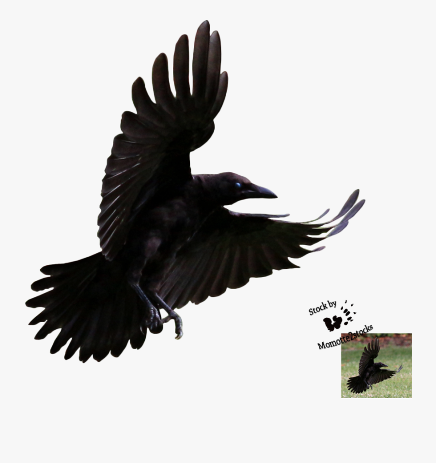 Transparent Crow Clipart - Flying Crow Transparent Background, Transparent Clipart
