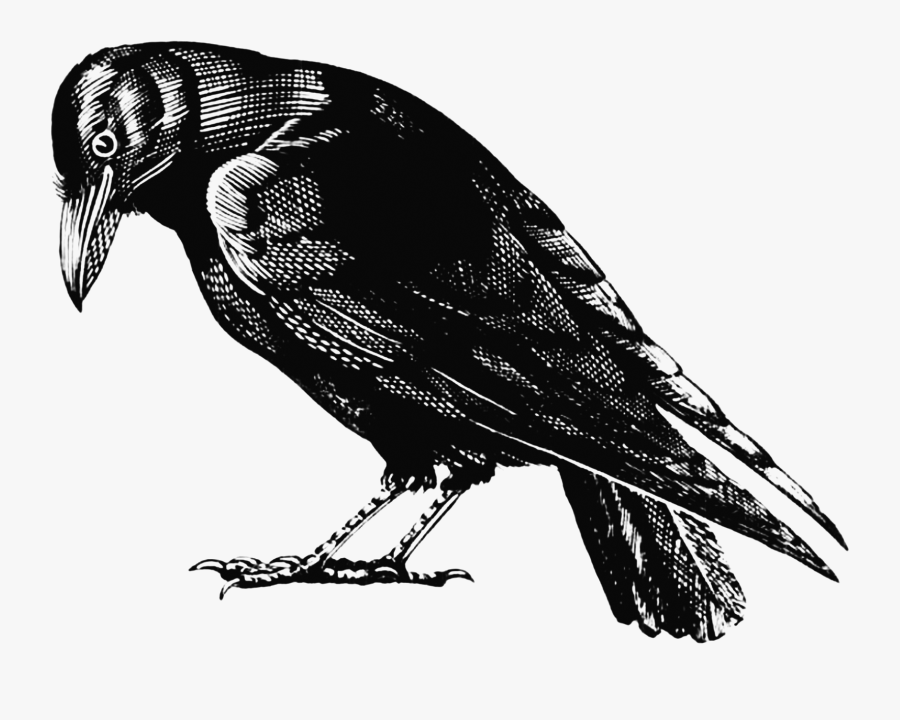 Crow Clipart Transparent Background - Transparent Crow , Free ...
