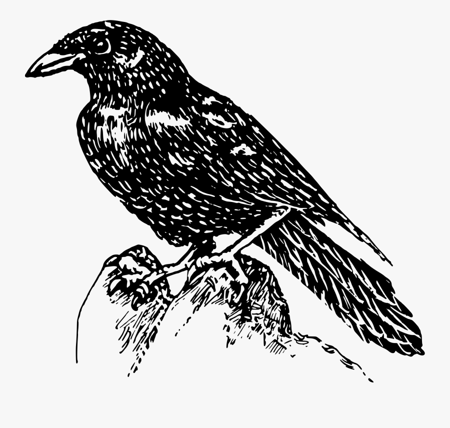 Art,american Crow,crow - Cuervo Dibujo Png, Transparent Clipart