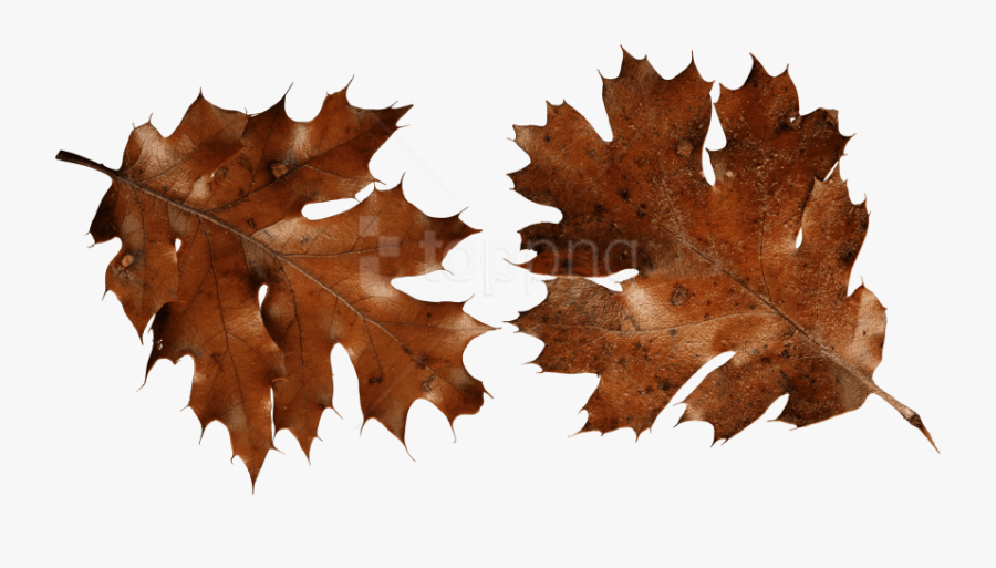 Autumn Leaves Clip Art Png - Brown Autumn Leaf Png, Transparent Clipart