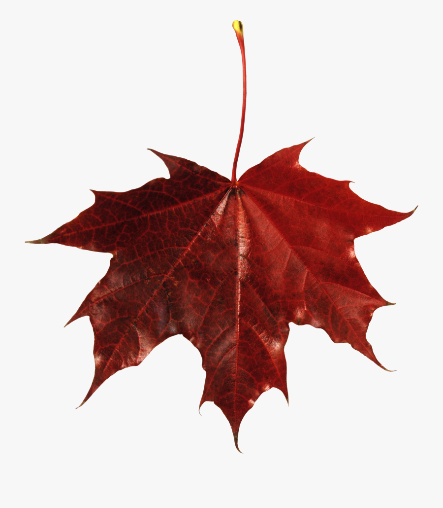 Autumn Png Leaf Fall Leaves Clip Art Transparent Background, Transparent Clipart