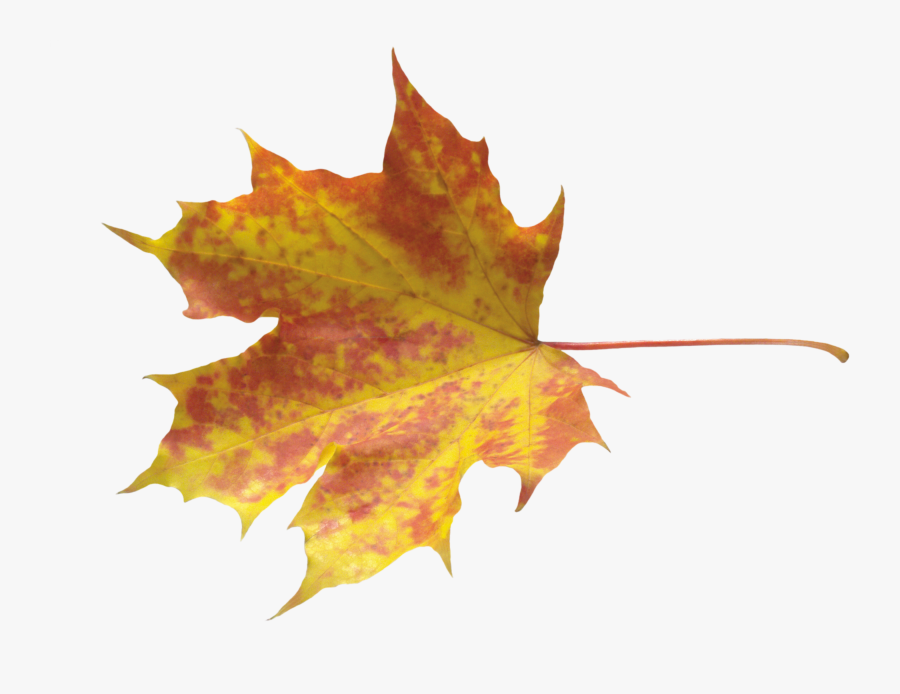 Png Autumn Leaf, Transparent Clipart