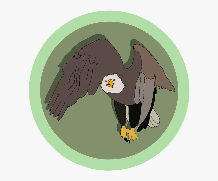 Bald Eagle Clipart Cartoon - Cartoon, Transparent Clipart