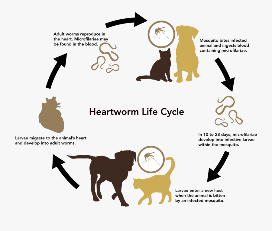 Animals Life Cycle Of A Mammal , Free Transparent Clipart - ClipartKey