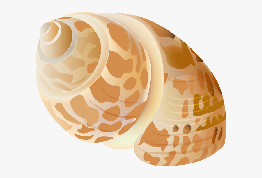 Seashell Png Picture Gallery - Seashell With Transparent Background, Transparent Clipart
