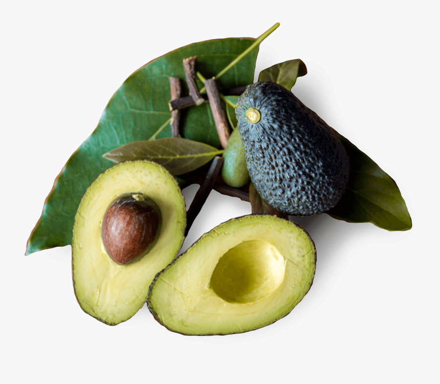 Tratamiento Natural Avocado- - Avocado, Transparent Clipart