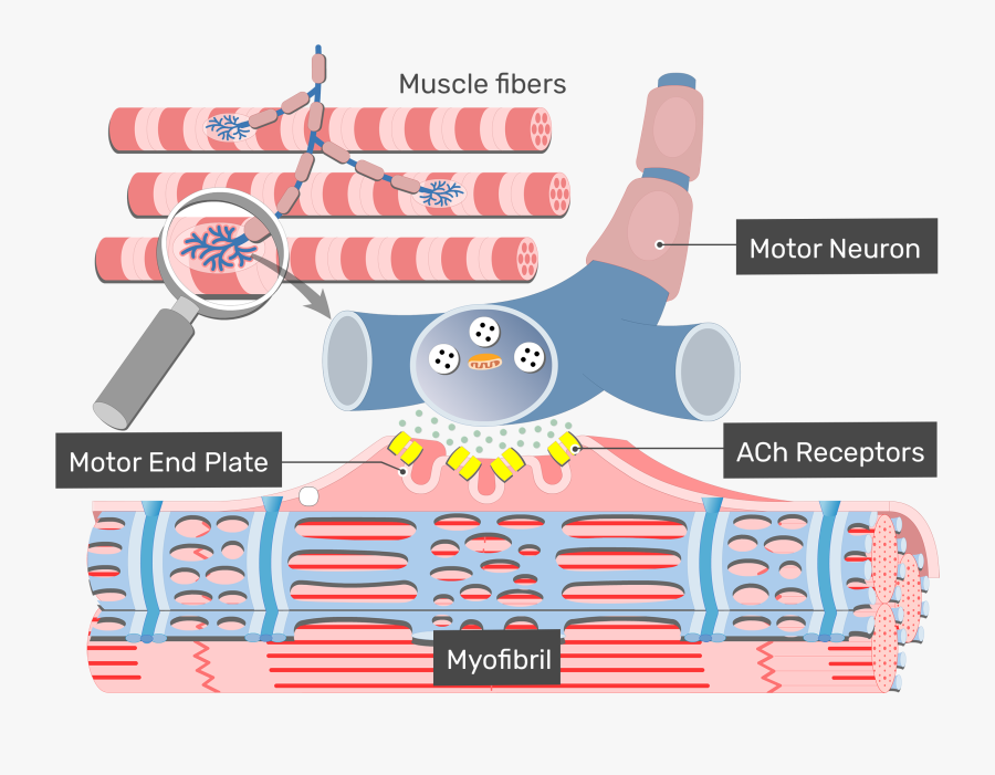 Motor End Plate With Labels For Ach Receptor, Myofibril, - Excitation Contraction Coupling Ii Myofiber, Transparent Clipart