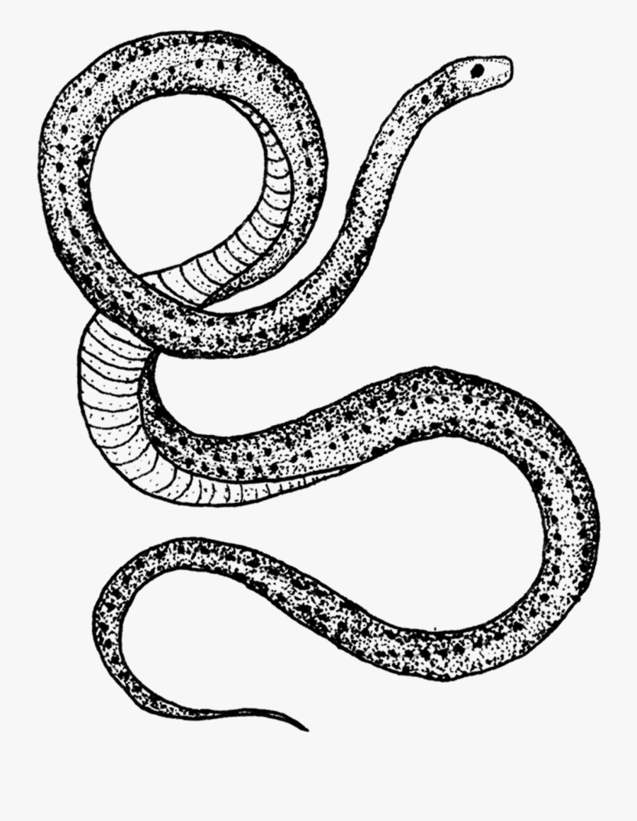 Clip Art Serpent Tattoo - Serpent Designs, Transparent Clipart