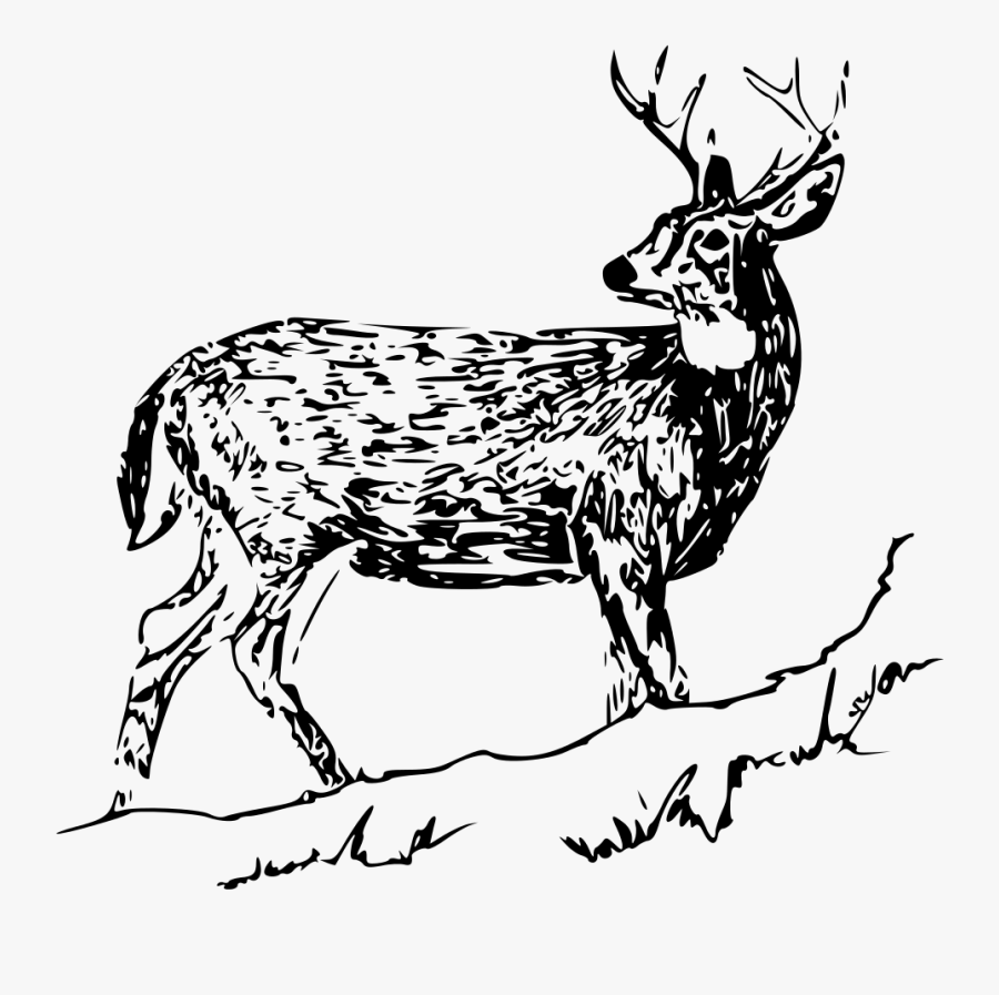 White Tail Deer - Odocoileus Virginianus Drawing, Transparent Clipart