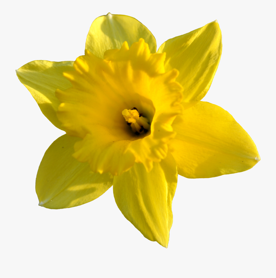 Daffodil Images Pictures - Daffodil Flower Transparent Background, Transparent Clipart