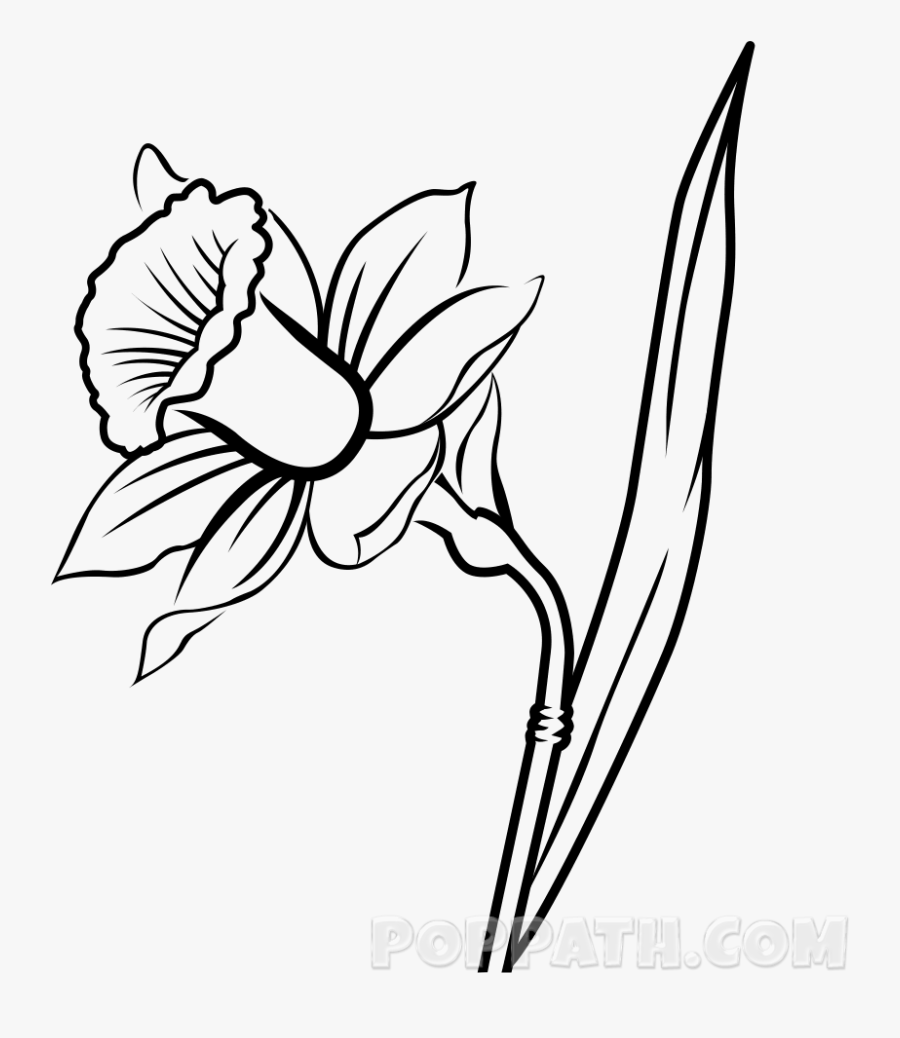 Clip Art Daffodil Line Drawing - Line Drawings Of Daffodils, Transparent Clipart