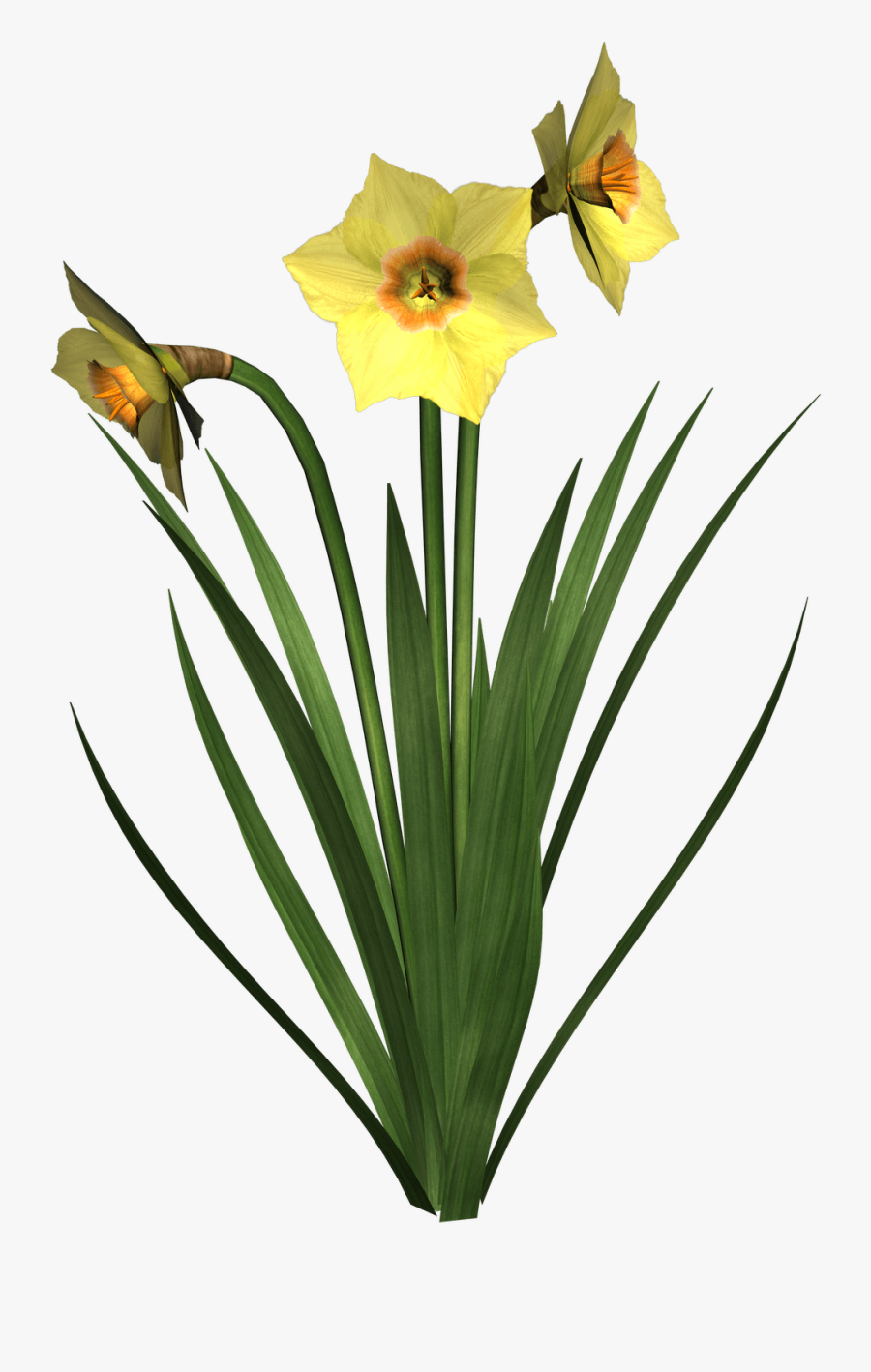 Daffodil Clipart Free - Flower Plant Transparent Background, Transparent Clipart