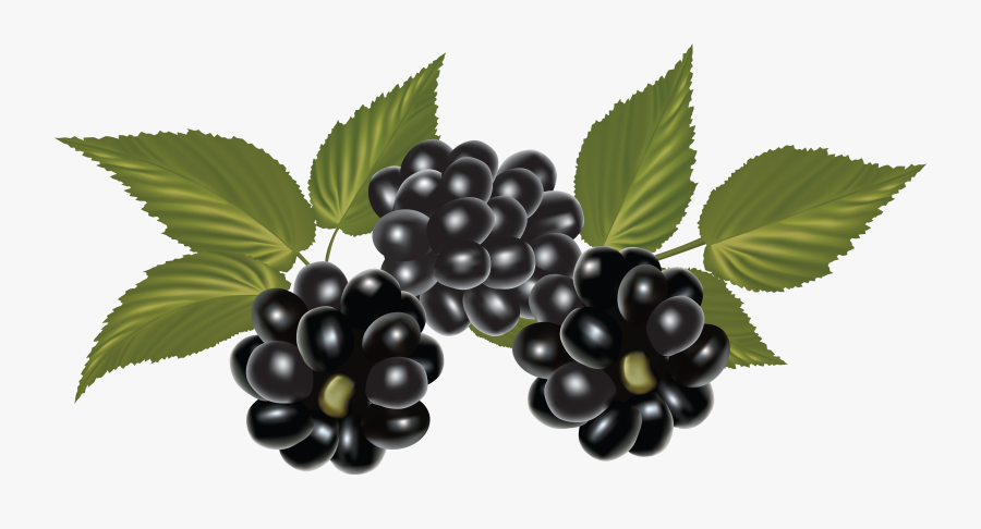 Blackberry, Clip Art, Blackberries, Rich Brunette, - Blackberries Clip Art, Transparent Clipart