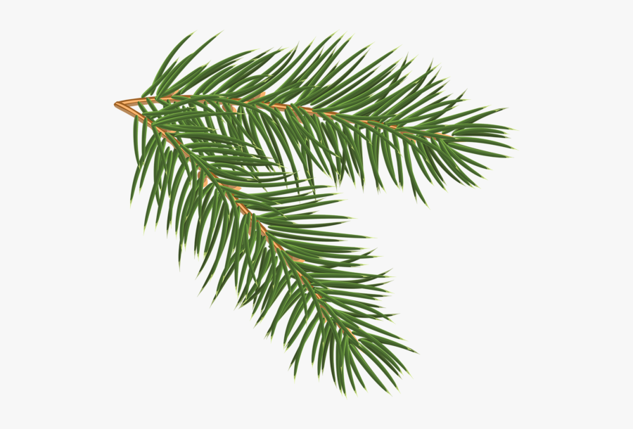 Pine Branch Png, Transparent Clipart